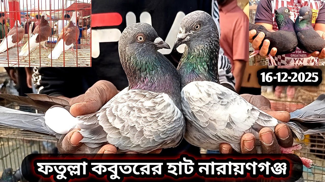 16-12-2025 ফতুল্লা কবুতরের হাট | কবুতর হাট | পাখির হাট | হাঁস এবং মুরগির হাট | কমদামে কবুতর | pigeon