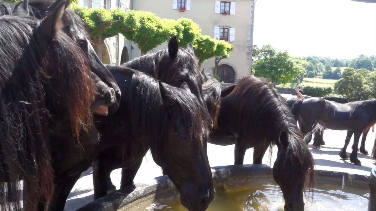 Transhumance 2017