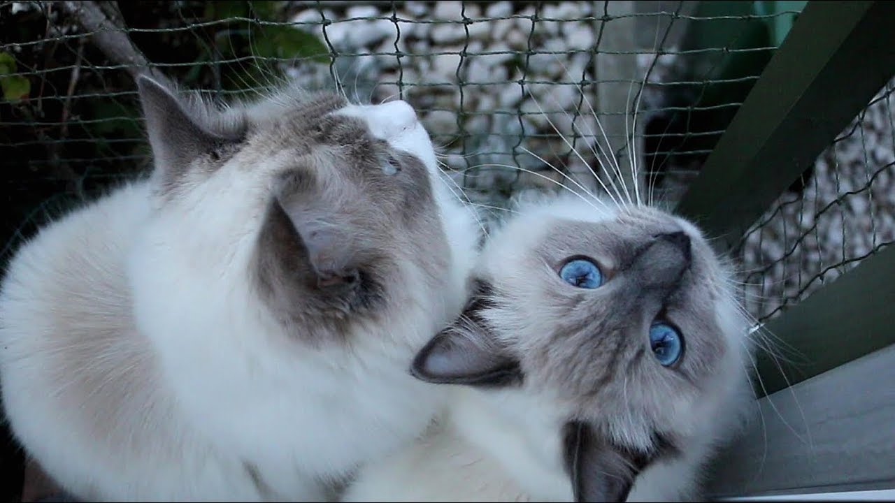 Life is beautiful when you have (two Ragdoll) Cats!