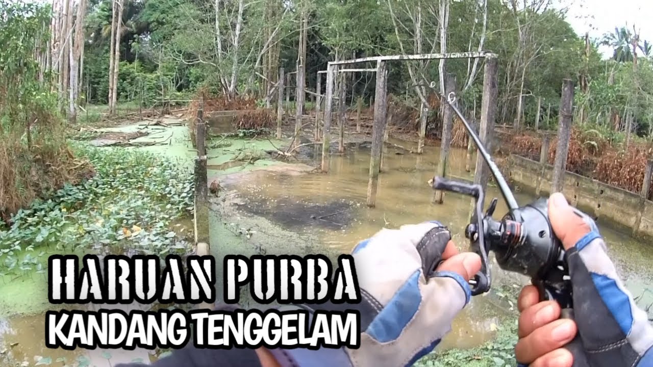 HARUAN PURBA DALAM KANDANG TENGGELAM