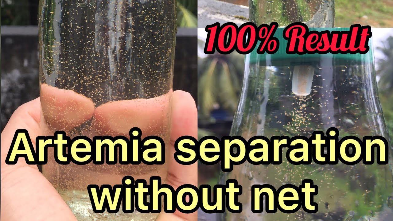 Artemia separation without net | Zero expense | 100% Result | Cats n Fish