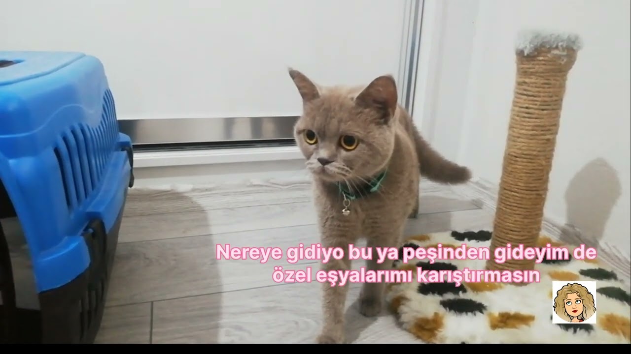 Kedi Tanışması | kedim konuşuyor | British Shorthair