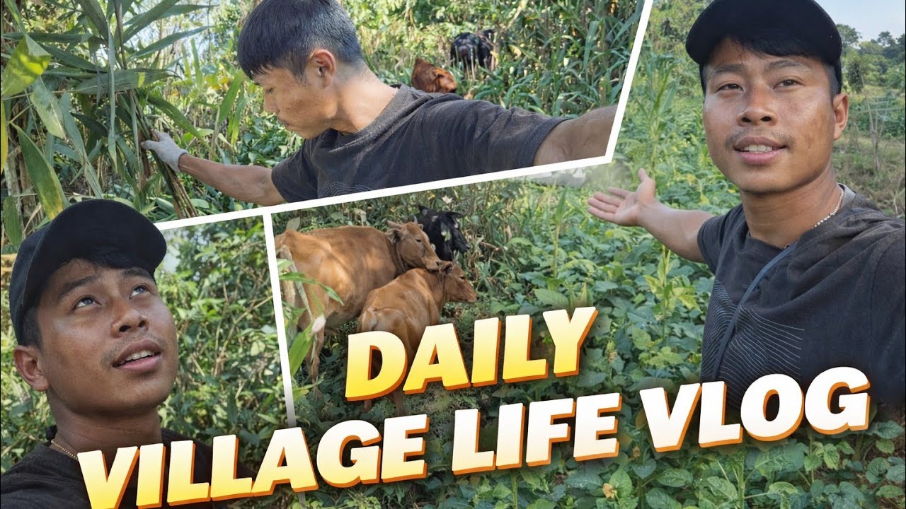 Daily Village Life Vlog 