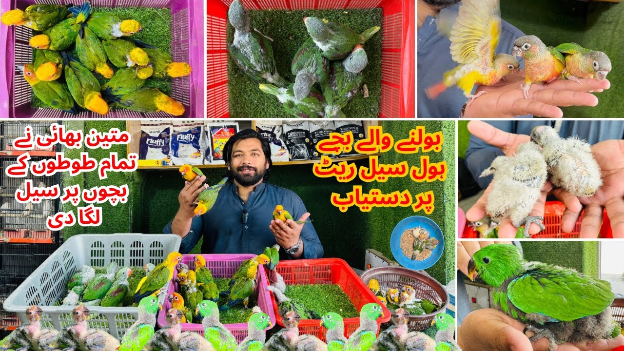 Multan Birds Market Rashadabad Birds Home Latest Update All Fancy and Imported Birds Available Here