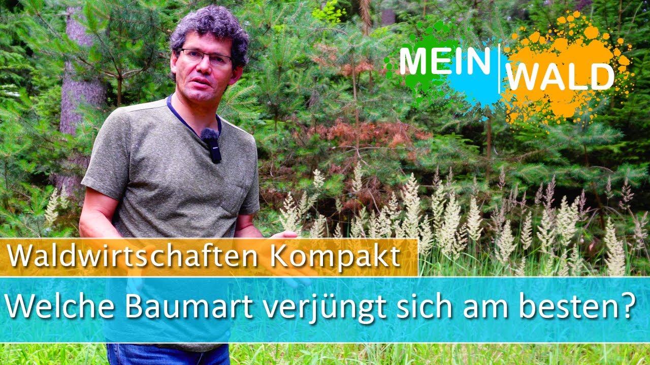 TOP 5 🌱🌿 Welche Baumart verjüngt sich am besten?