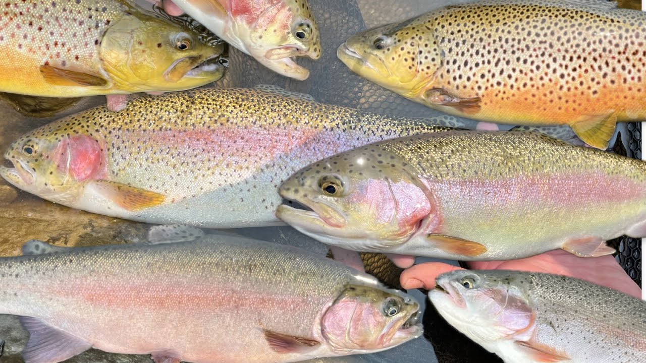 Big trout! Beautiful trout! Fantastic day fishing the Black River VT 