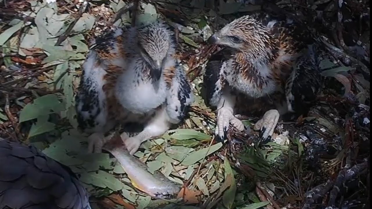 Big brother fish steal during little eaglets first self feeding | Sea-EagleCAM | Sept 15, 2024