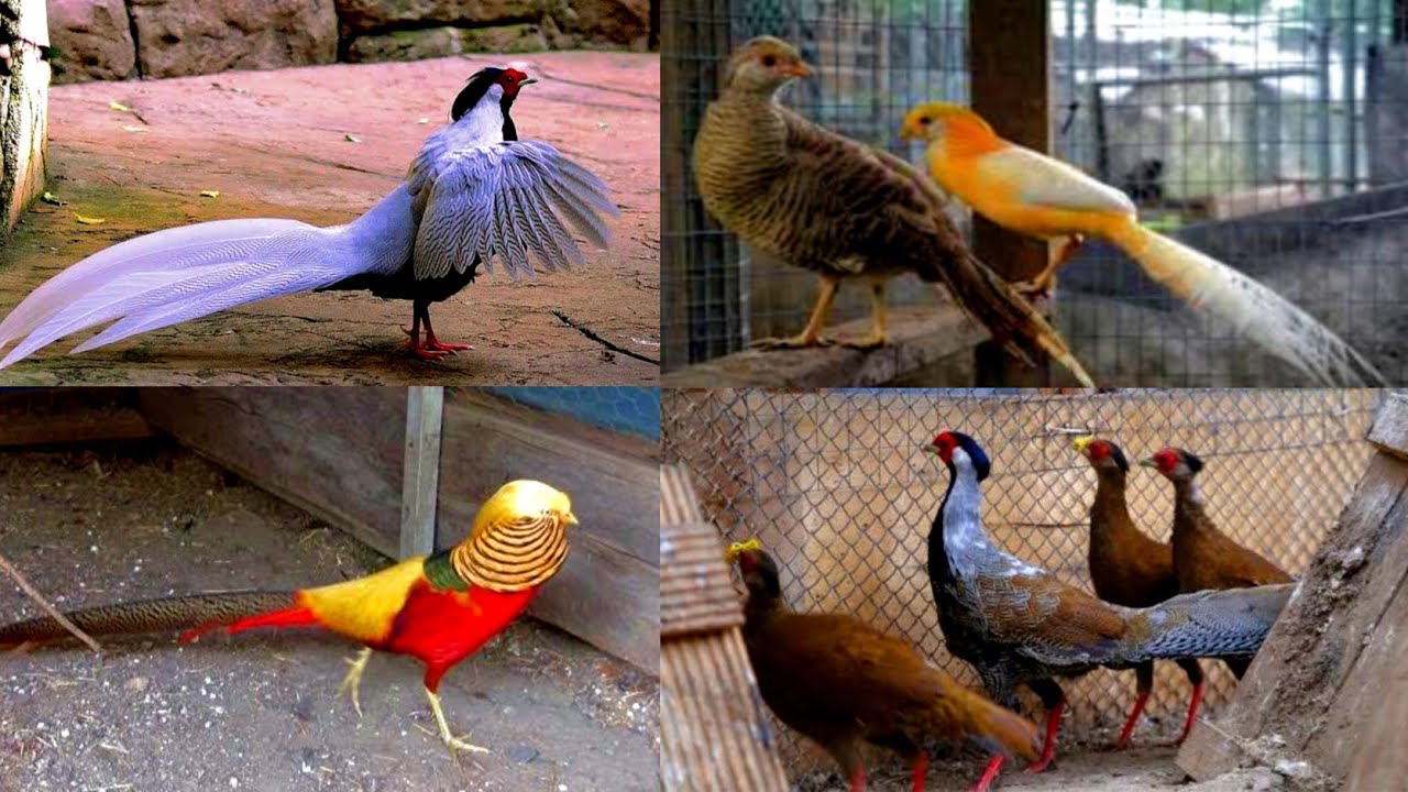 Free Rane Pheasant Farming Biggent Pheasant Farm in Pakistan @HSN Entertainment