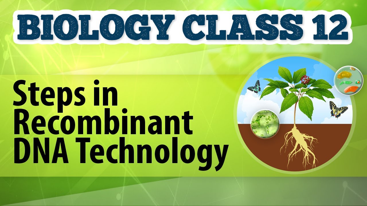 Steps in Recombinant DNA Technology - Biotechnology Process and Application - Biology Class 12