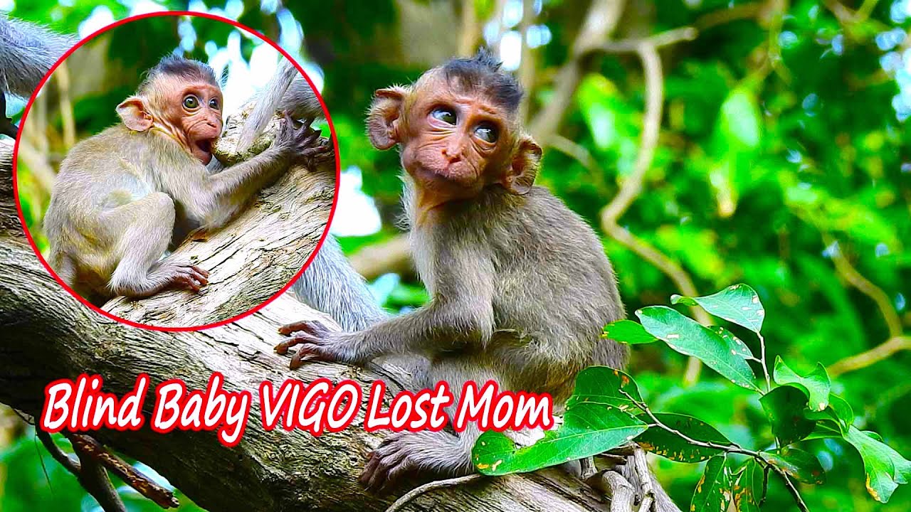 100 Percent reality of blind baby Vigo! She crying loudly & run so fast that can't find mom near her