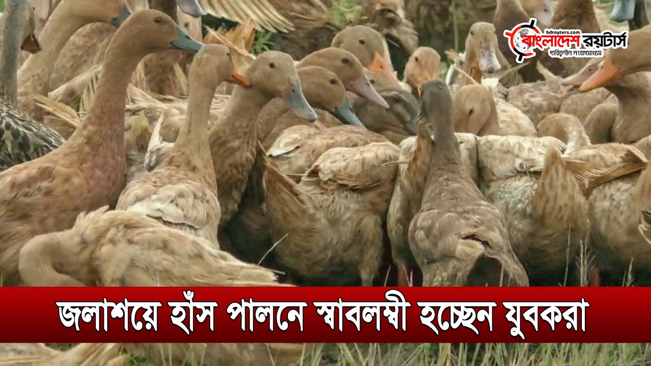 নওগাঁর উন্মুক্ত জলাশয়ে হাঁস পালন লাখোপতি || Bangladesh Royters