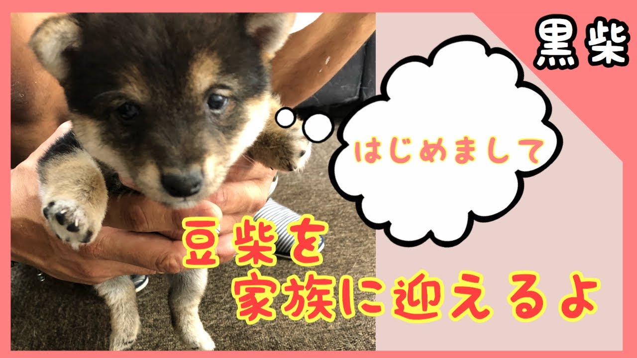 【豆柴】#1 パピーを迎える準備