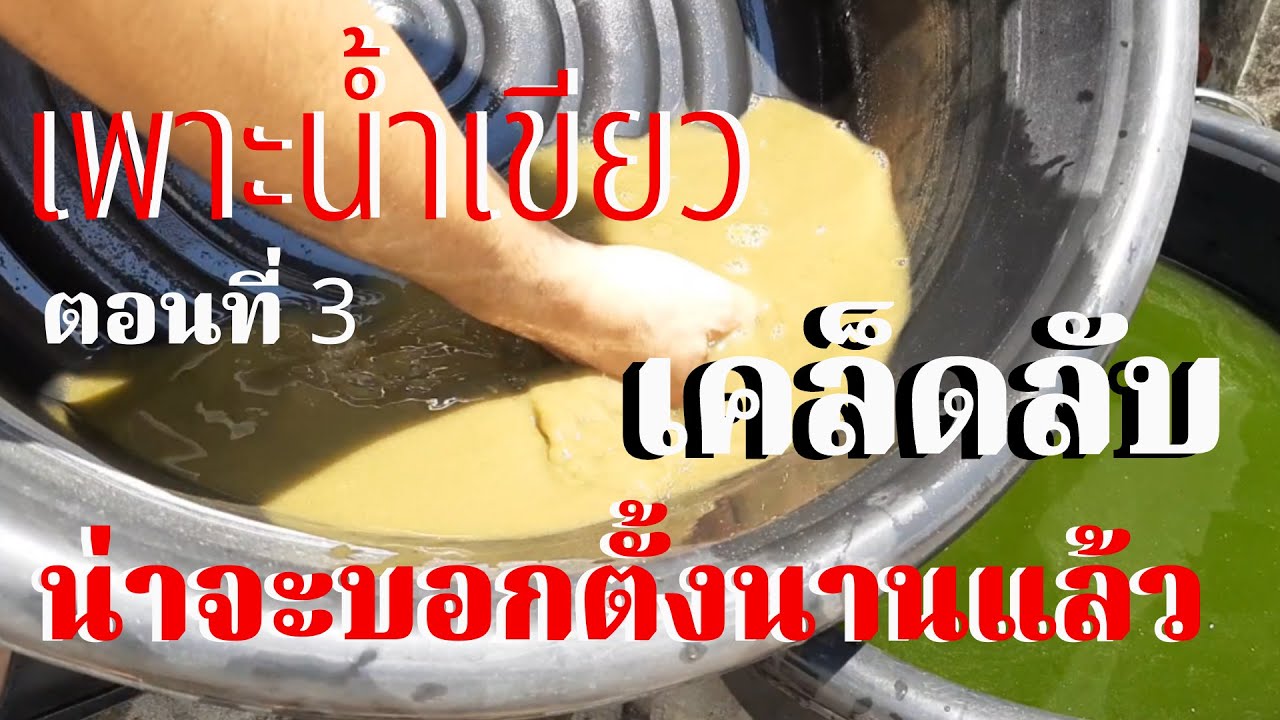 เพาะน้ำเขียวคลอเรลลา ตอนที่ 3 เคล็ดลับการทำน้ำเขียวที่ไม่มีใครบอก