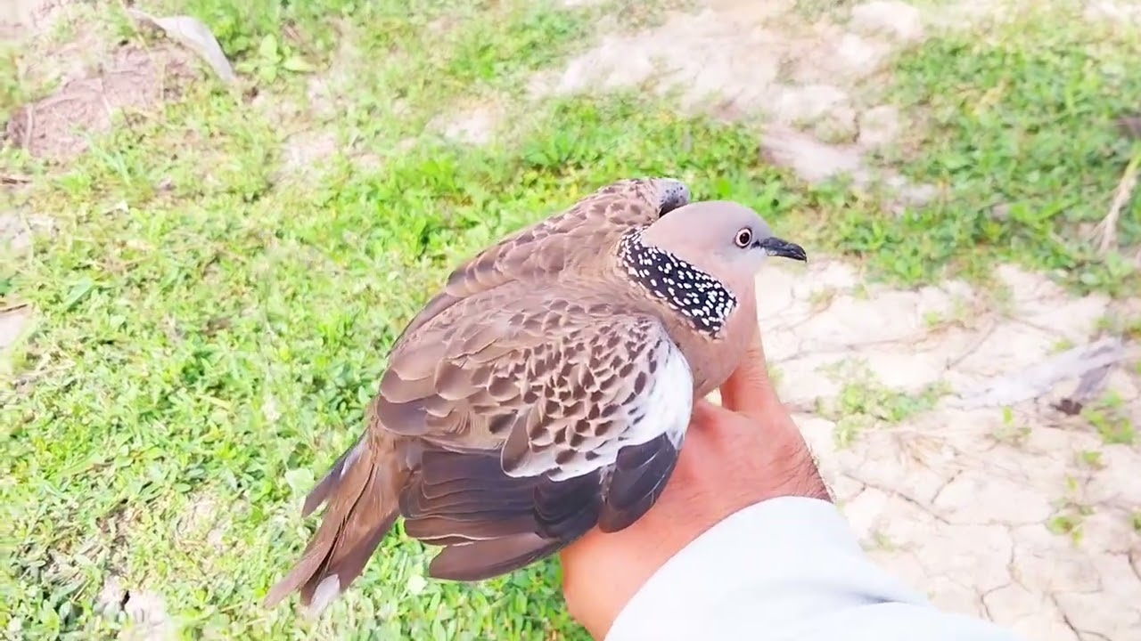 🌾Mồi K17 lập công, bổi sáng rược quá nhanh🌾