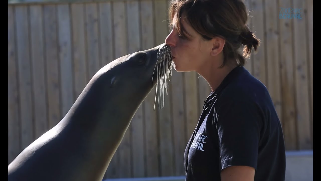 Pompiers animaliers, dendrolague docile et otaries stars. Beauval, un œil en coulisse - Ep1