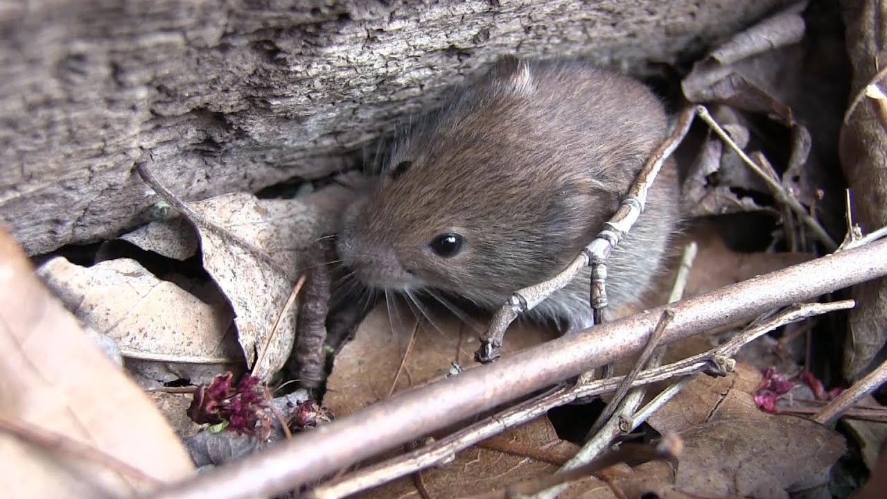 Young Voles