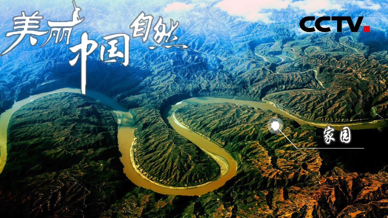 黄河进入三门峡库区流域水流平缓 形成的湿地生态屏障为各种鸟类生活繁育提供了栖息地 《美丽中国自然》黄河中游系列【CCTV纪录】