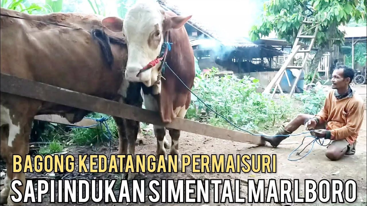 sapi indukan simental Marlboro permaisurinya Bagong yang baru