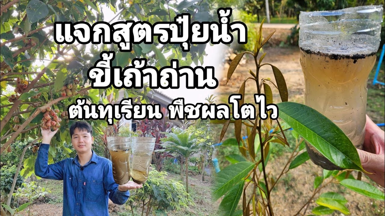 สรุปสูตรปุ๋ยน้ำขี้เถ้าถ่าน​ ช่วยให้ต้นทุเรียนพืชผลโตไว้​ ปลูกทุเรียนให้โตไวด้วยขี้เถ้าถ่าน