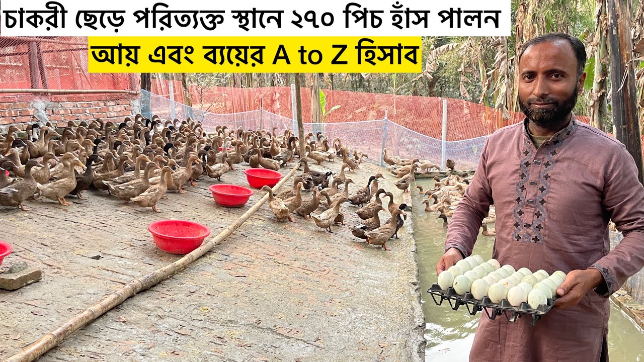 চাকরী ছেড়ে আবদ্ধ অবস্থায় ২৭০ পিচ হাঁস পালন | হাঁসের খামার | haser khamar | Aminagro 
