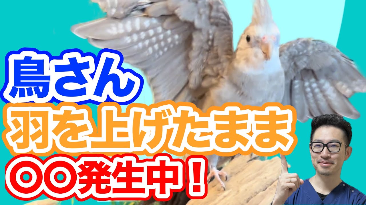 【質問コーナー】インコさんが果物を食べた後にモグモグ…ストレス？鳥さんが飛んだ後に羽をあげたままになる…脱臼？マメルリハさんの発情がおさまりません…卵を産まないから？などにお答えしました！