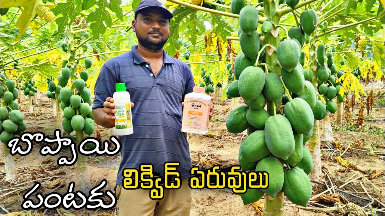బొప్పాయి పంటకు లిక్విడ్ ఏరువులు డ్రిప్ ద్వారా ఇస్తున్నాం Liquid fertilizers for pappay ||AGRI GURU||