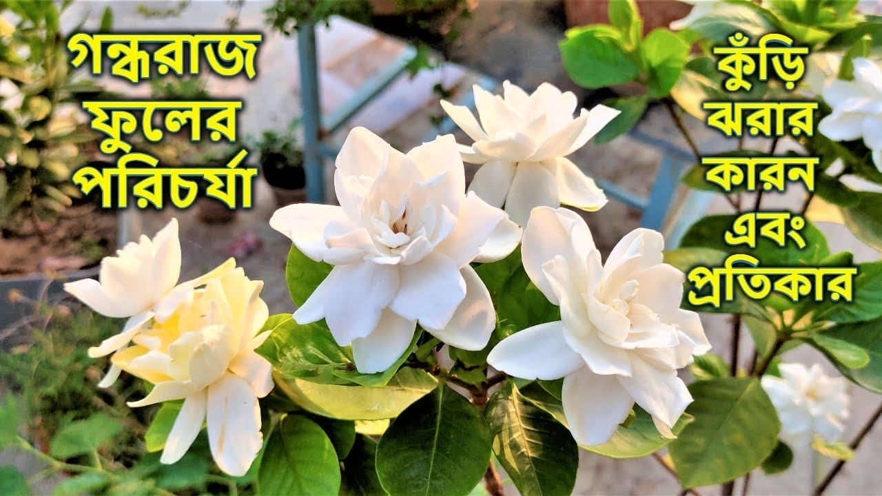 গন্ধরাজ ফুলের সম্পূর্ণ পরিচর্যা - কুঁড়ি ঝরার সমস্যা  এবং প্রতিকার || Gardenia flower plant care