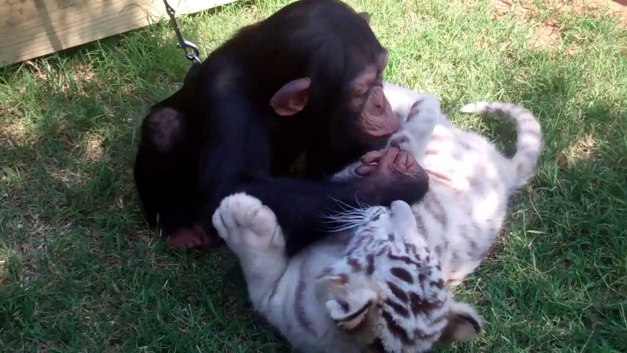 Baby Chimp, Tigers, and Wolf playing Joe Exotic TV