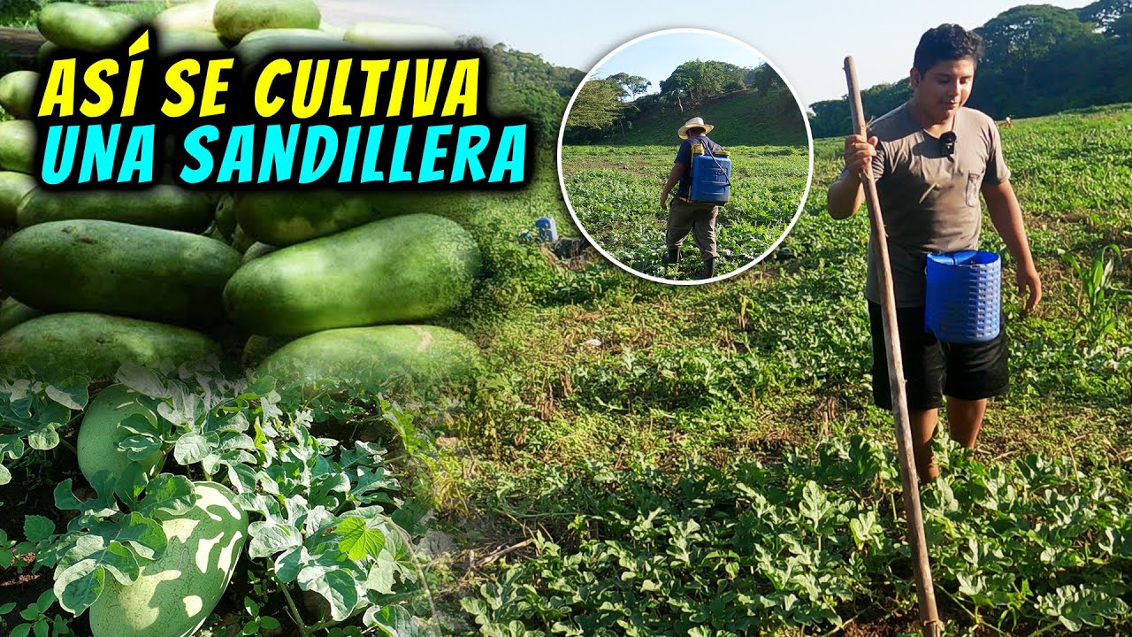 Así se cultiva una Sandillera en El Salvador