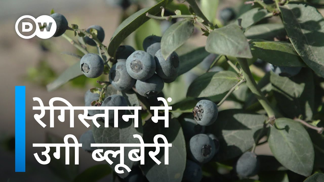 ब्लूबेरी की खेती ने बदली किस्मत [Blueberries from the desert]