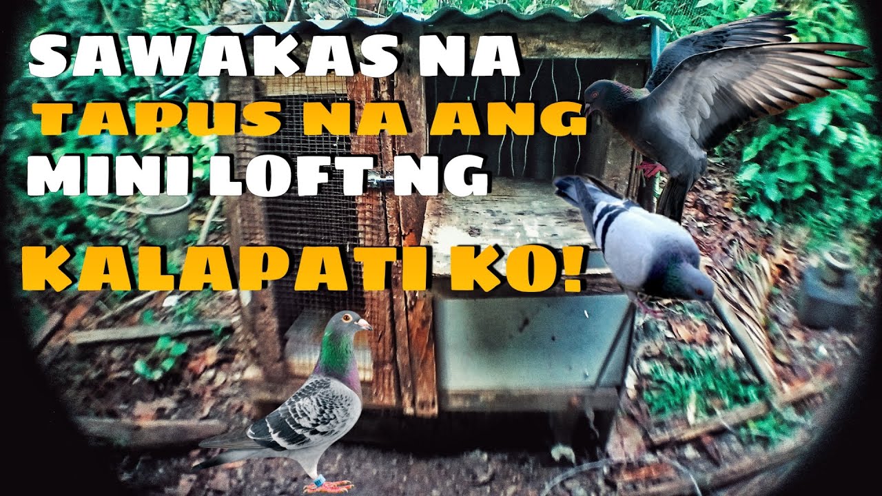 TAPUS NA DIN SA WAKAS ANG MINI LOFT NG KALAPATI KO! #kalapati #beastlofttv