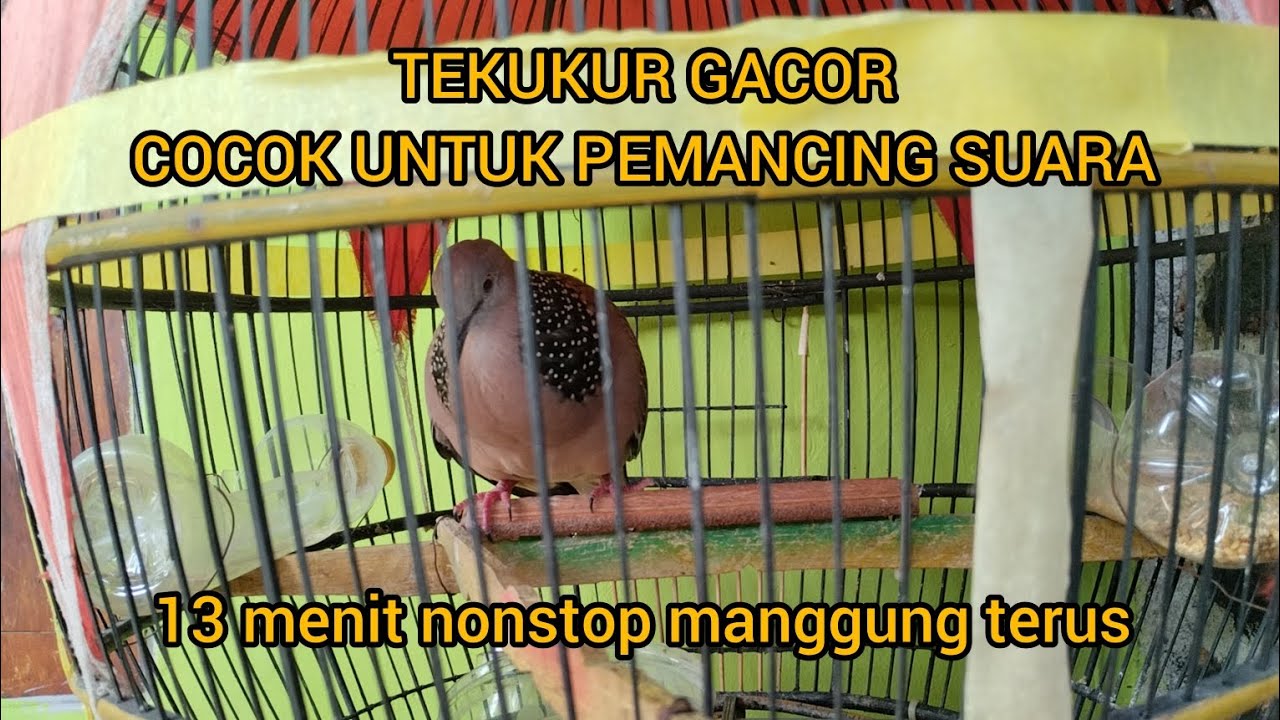 PEMANCING SUARA TEKUKUR LOKAL, NON STOP MANGGUNG 13 MENIT, PASTI IKUT BUNYI #tekukur #derkuku