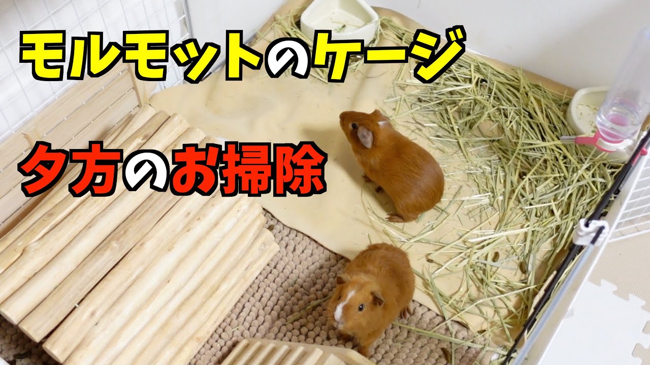 【モルモット】プラダンケージのお掃除方法