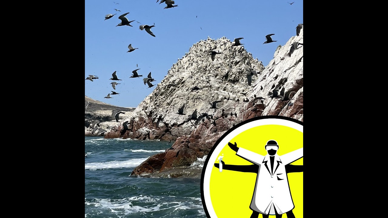 Brain fats cleared during sleep, and bird poo powered Peru