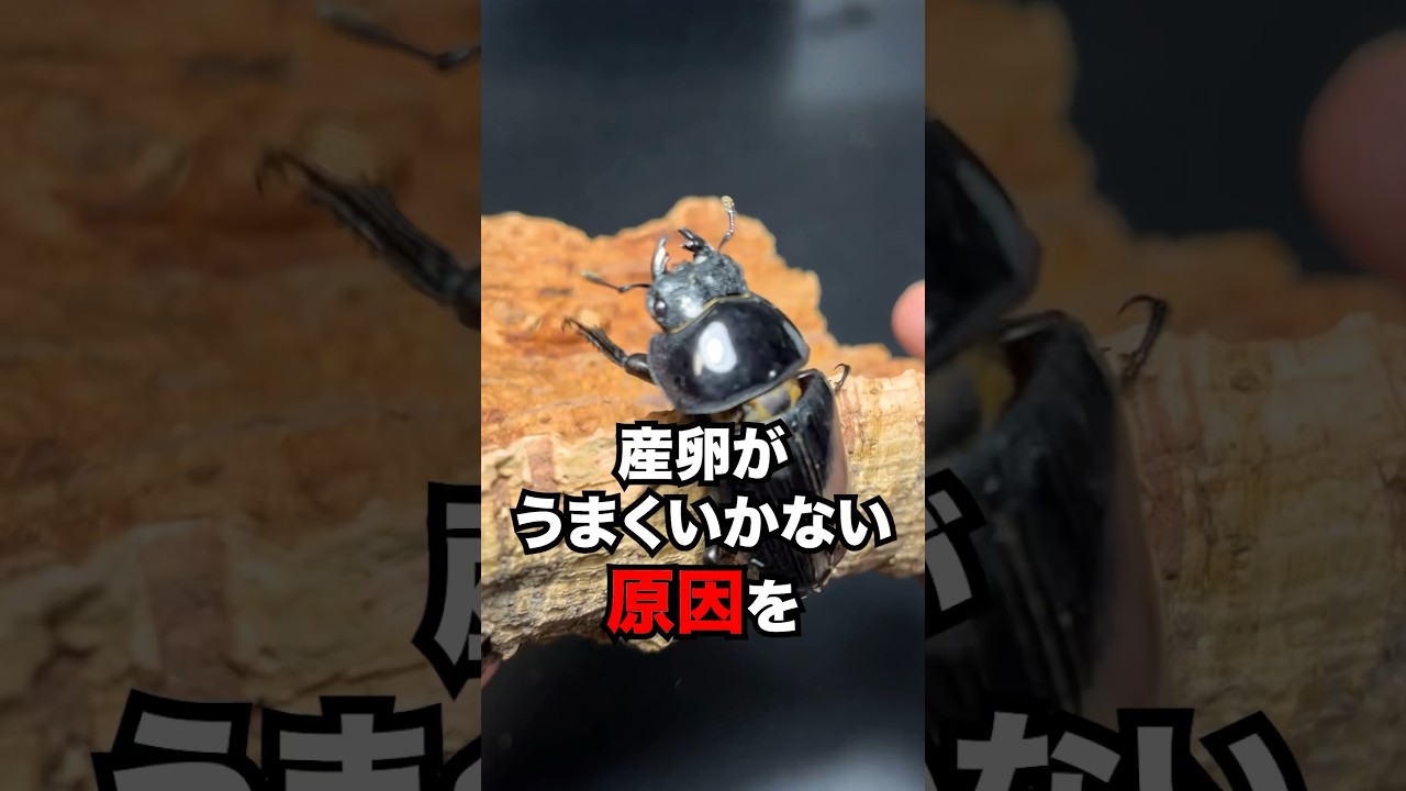 クワガタの♀ 産卵失敗の原因 #クワガタ #飼育 #insects