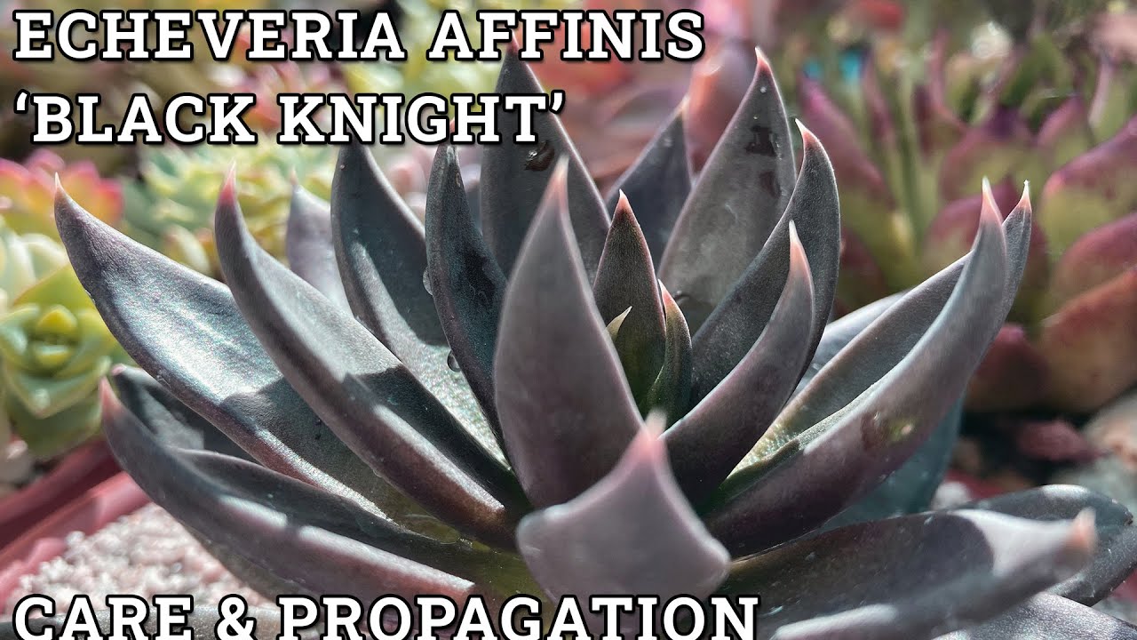 Echeveria affinis 'Black Knight' Care & Propagation
