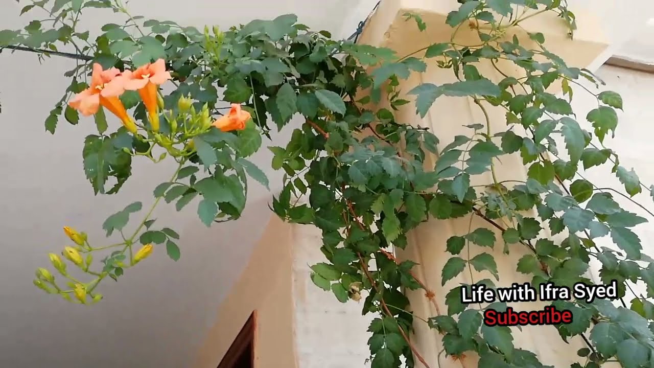 My Parrots | Life with Ifra Syed