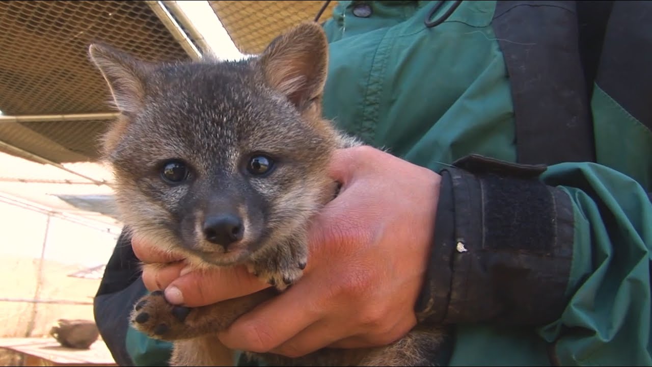 Santa Cruz Island | Places We Protect