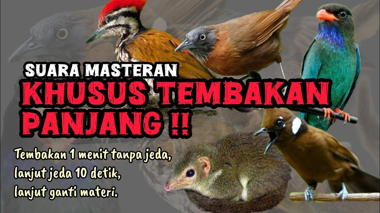 MASTERAN TEMBAKAN PANJANG! Tupai kekes, cililin, tengkek buto, tepus kepala abu, dll