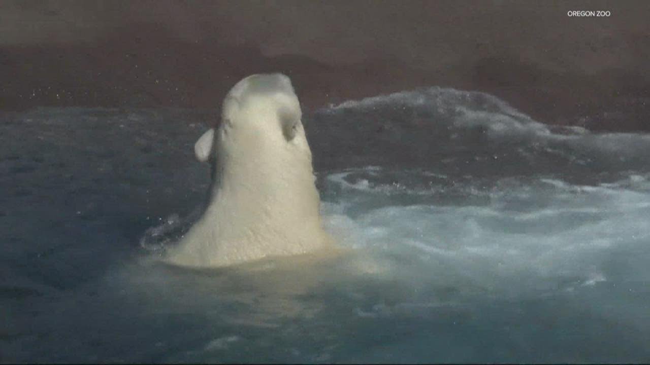 Beloved polar bear Nora is back at home at the Oregon Zoo