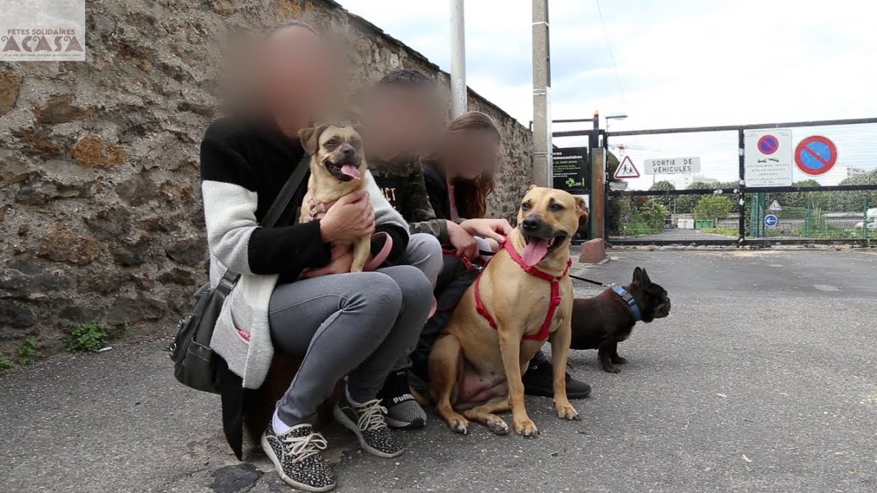 SOS pour une femme à la rue avec ses enfants et ses chiens