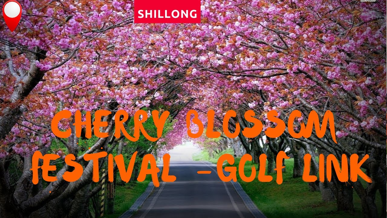 Cherry Blossoms Bloom in Shillong! Golf link