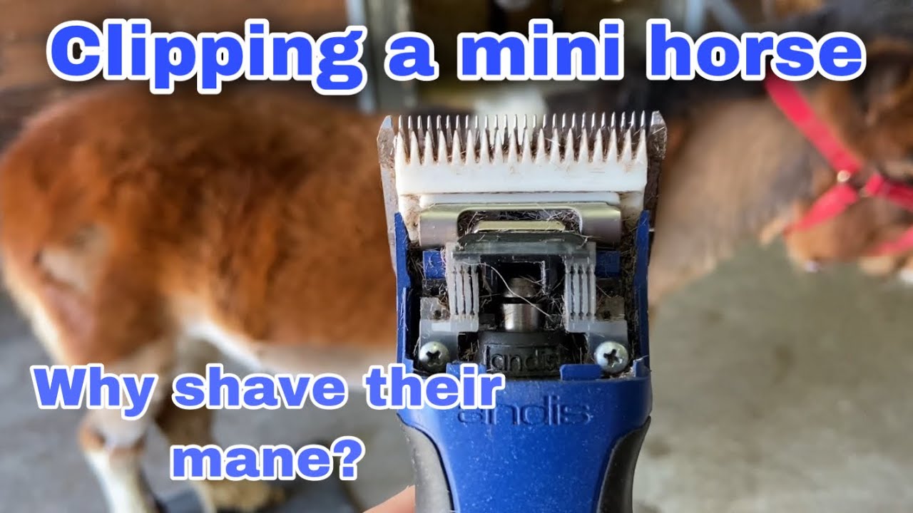 Clipping a miniature horse. This is close to how they are clipped for a horse show.