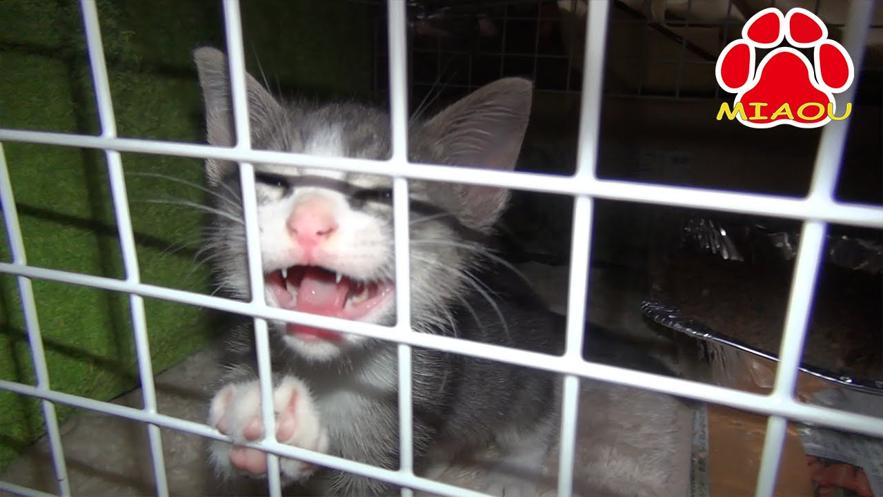 Kitten Tora to escape from the cage
