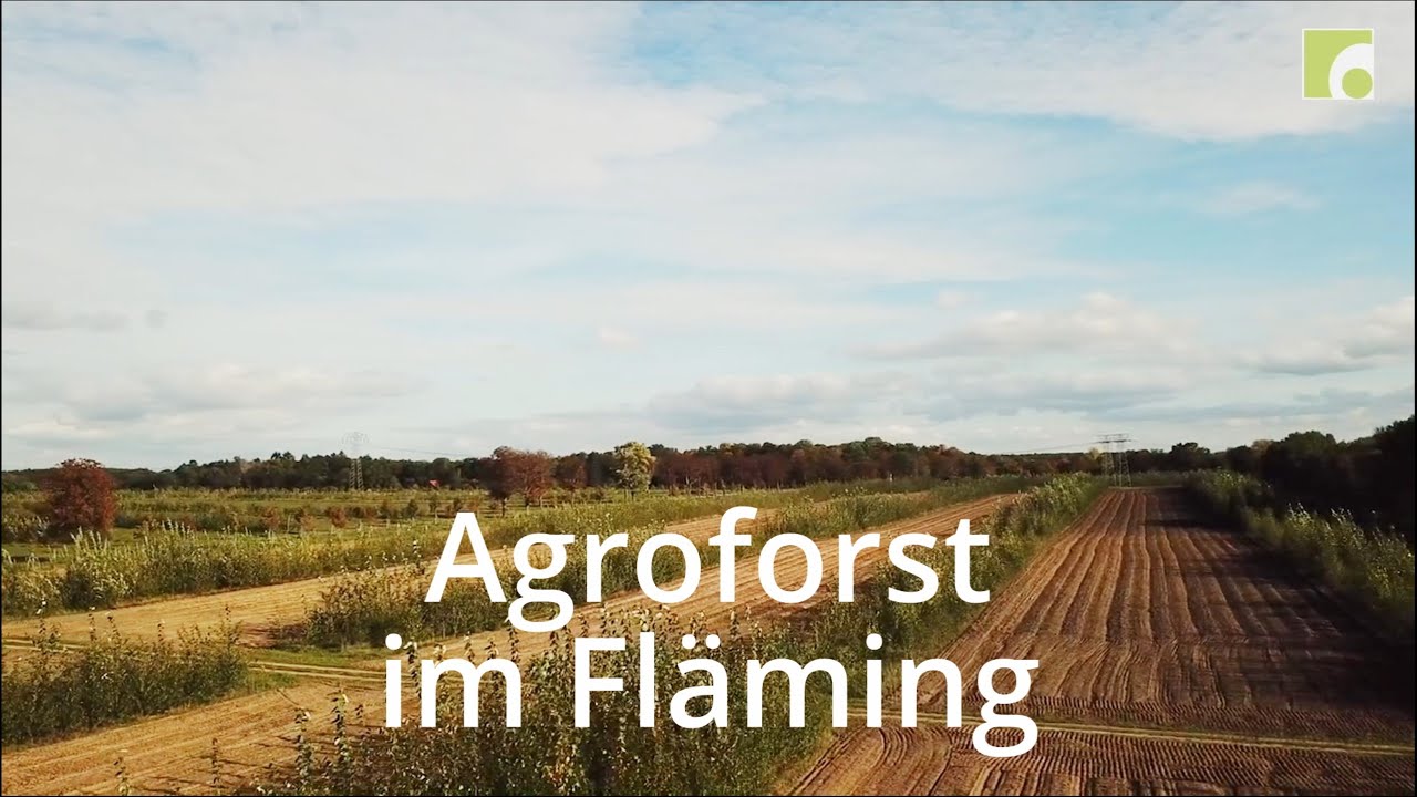 Agroforst im Fläming