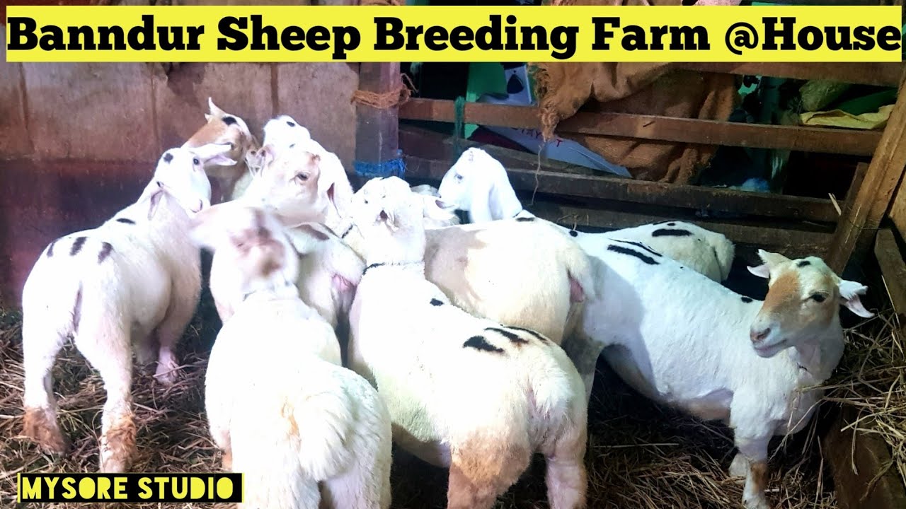 Banndur Sheep Breeding Farm in House Swamy Chikkanna Gowda Mysore | Goat Breeds | Sheep Breeds