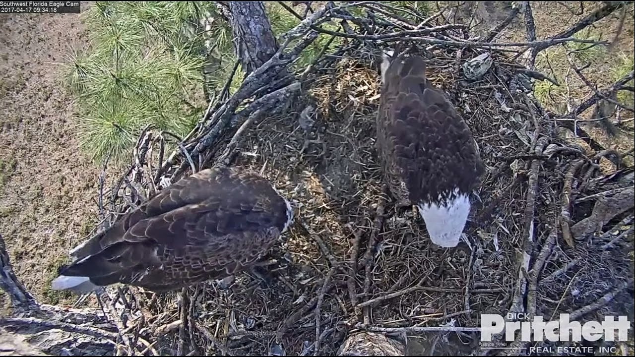 2017/04/17 09h33m SWFL~Mom comes in the nest~got the fish tail