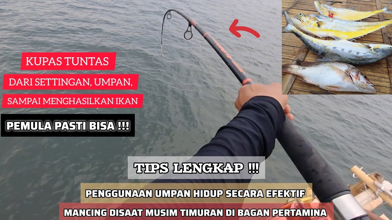 TEKNIK MANCING DI BAGAN PERTAMINA FULL DARI RANGKAIAN SAMPAI HASILKAN IKAN