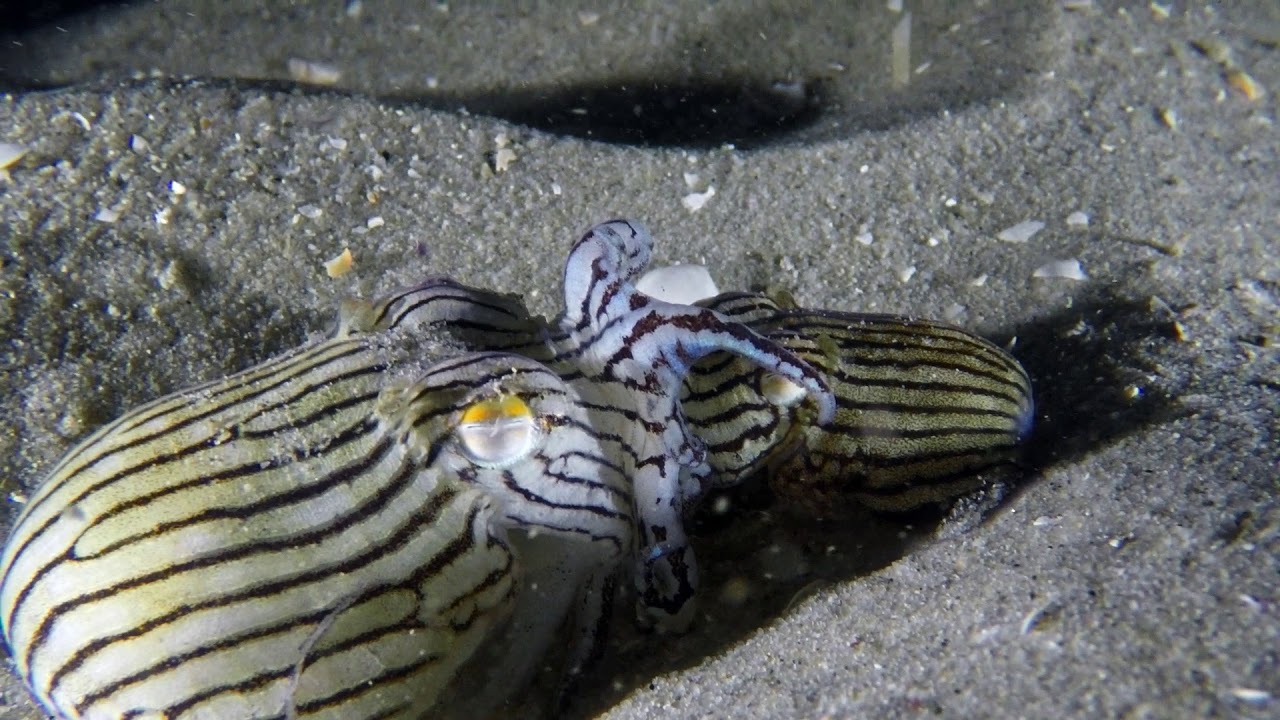 Kurnell Nets Night Dive