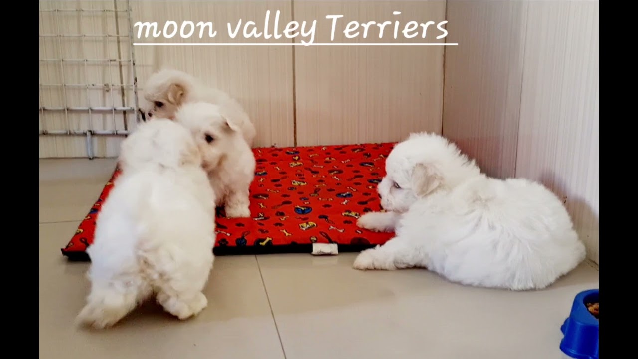 canil moon valley terriers especializado em Malt&ecirc;s - Rio de Janeiro WhatsApp 21 999505700